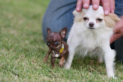 Крихітний чихуахуа мілі можливо, найменша собака в світі