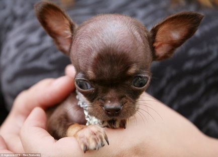 Крихітний чихуахуа мілі можливо, найменша собака в світі