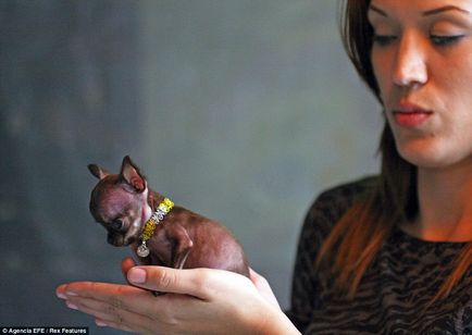 Un mic chihuahua milli, poate cel mai mic câine din lume