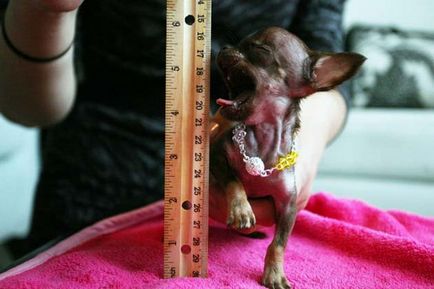 Un mic chihuahua milli, poate cel mai mic câine din lume