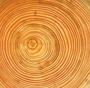 Купити деревину, купити деревину за цінами 2017 року