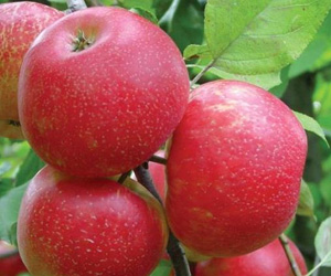 Купити саджанці яблуні