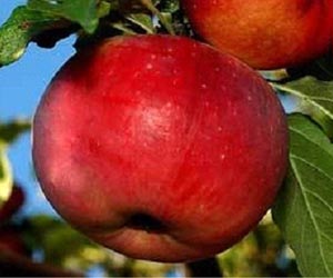 Купити саджанці яблуні