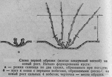 Чагарники для живої огорожі види, посадка і догляд (фото)