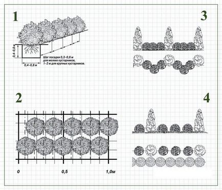 Cserjék Hedge fajok, növények és gondozás (fotó)