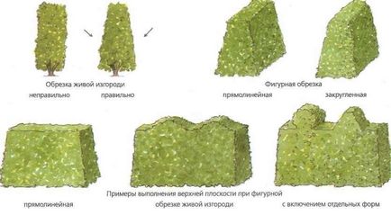 Чагарники для живої огорожі види, посадка і догляд (фото)