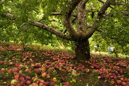 Creveți pielii Tender, îngrijire, reproducere, varietăți, fotografie, plante și o grădină