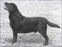 Labrador Retriever