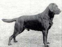 Labrador Retriever