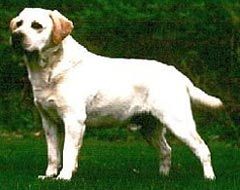 Labrador Retriever