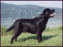 Labrador Retriever