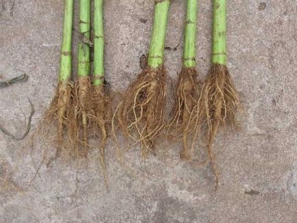 Gyógyászati tulajdonságait a root egy napraforgó (napraforgó) Gyógyászati tulajdonságait a root egy napraforgó