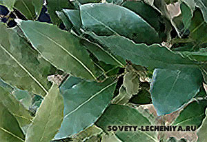 Proprietatile de vindecare ale frunzelor de dafin, prepararea bujiilor si infuziilor