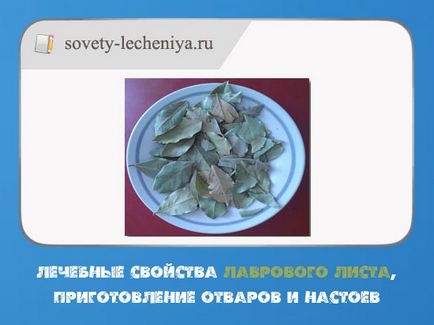 Лікувальні властивості лаврового листа, приготування відварів і настоїв