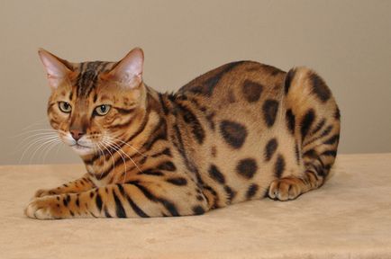 Lenagold - розкішні породи вишуканих кішок