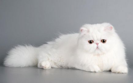 Lenagold - fényűző fajta macskák