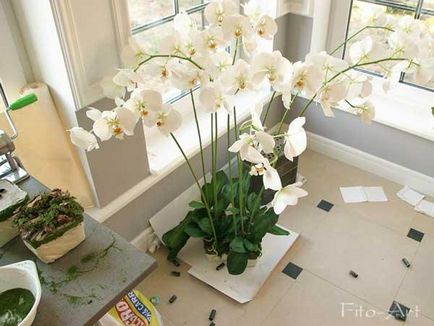 Ліплення орхідеї фаленопсис - ярмарок майстрів - ручна робота, handmade