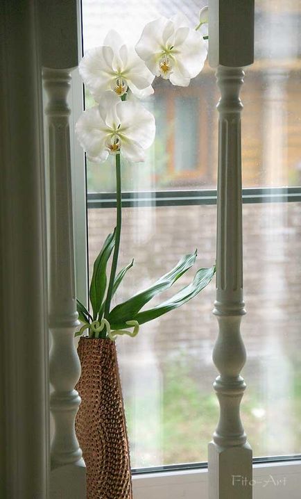 Sculptura orhideei phalaenopsis - târg de maeștri - manual, manual