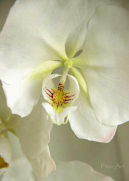 Sculptura orhideei phalaenopsis - târg de maeștri - manual, manual