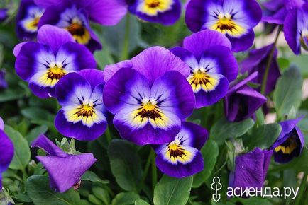 Semănarea vara a violilor