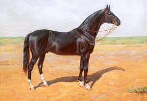 Кінь трьох олімпіад - історія одного коня - кінний світ
