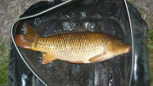 Carp ősszel Tippek és trükkök