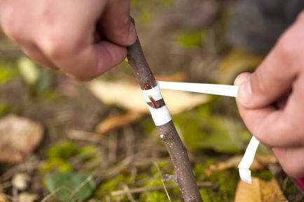 Cele mai bune căi de a inocula plantele