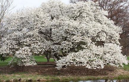 Magnolia descriere și cultivare cu flori mari