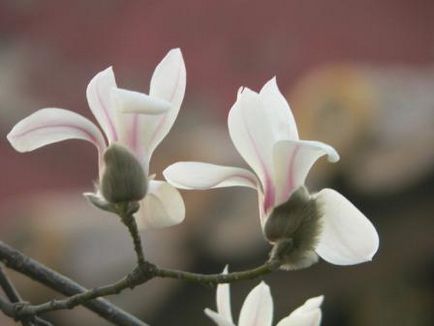 Magnolia descriere și cultivare cu flori mari