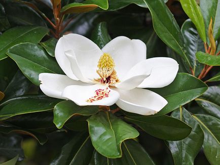 Magnolia grandiflora, titkait növekvő szobanövények