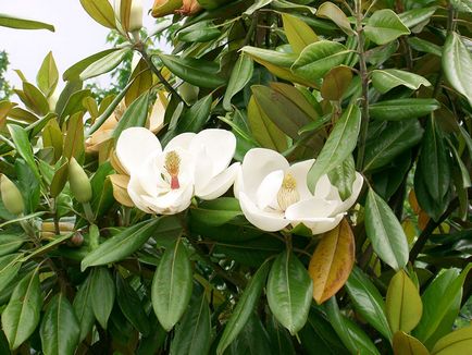 Magnolia grandiflora, titkait növekvő szobanövények