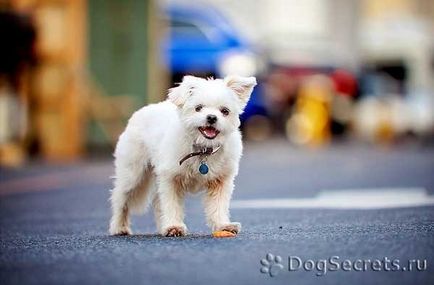 Maltese Bolognese fotografie malteză și descriere, îngrijire, pui