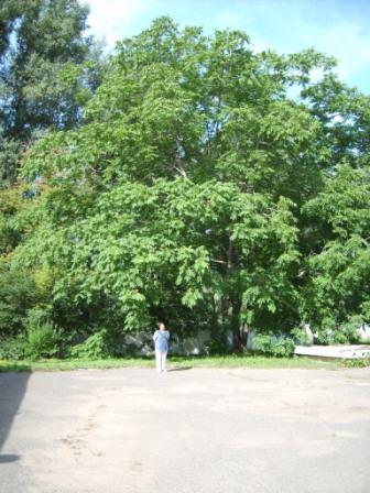 Mandzsúriai dió helyett dió - Garden Szibériában