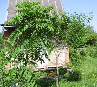 Nuc manchurian în loc de grădini de nuc - siberia