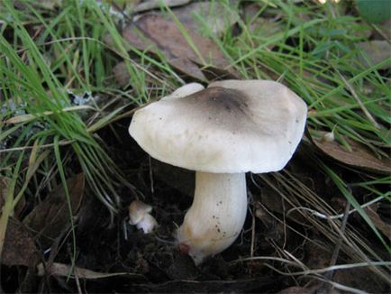 Marinált gombák blewits