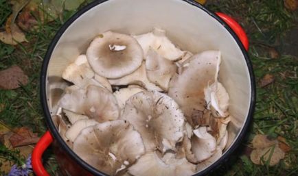 Мариновані сірі рядовками рецепти, як маринувати гриби