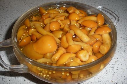 Маслюки, консервовані на зиму рецепти, як консервувати гриби маслюки в домашніх умовах