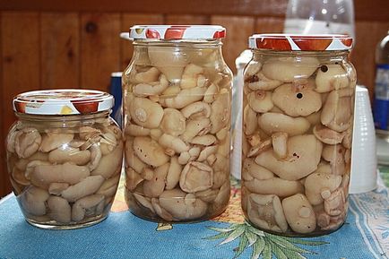 Маслюки, консервовані на зиму рецепти, як консервувати гриби маслюки в домашніх умовах