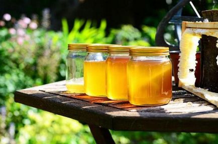Honey Angelica proprietăți utile și contraindicații