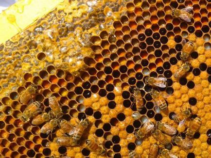 Honey Angelica proprietăți utile și contraindicații