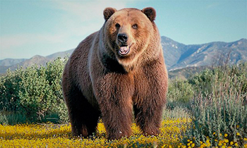 Bear zsír a gyomorfekély és gyomorhurut kezelésére (fekély) Bear zsírt gyomorfekély és gyomorhurut kezelésére