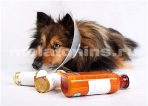 A melatonin kutyák, vásárlás melatonin Szentpéterváron az online áruház, küldés Oroszország