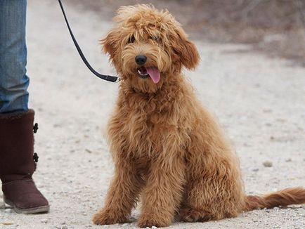 Metis este un câine sau mongrel unic