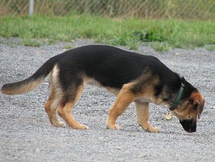 Metis este un câine sau mongrel unic