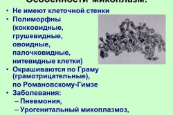 Мікоплазма пневмонія і показання до лікування антибіотиками