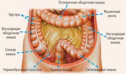 Micoza intestinului