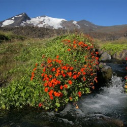 Mimulus (burete)