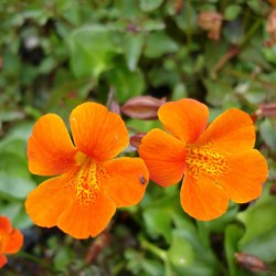 Mimulus (burete)