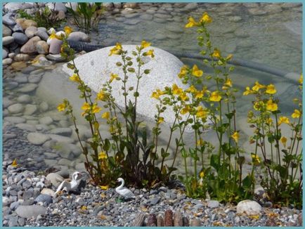 Mimulus (burete)