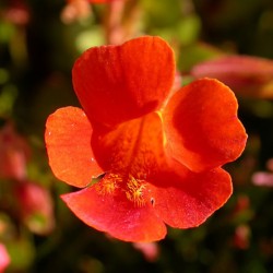 Mimulus (burete)